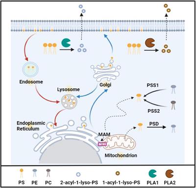Phosphatidylserine, inflammation, and central nervous system diseases